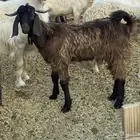 تيس وخروفين