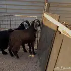 تيوس مخصى طق للبيع