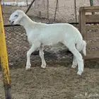 مشروع فحل حري كفو