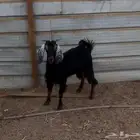 تيس طيب مخصي
