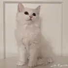 قط شيرازي كتن صغير جميل