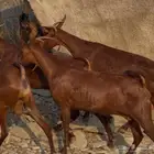 معزا دهم صنف ماشاء الله تم البيييع