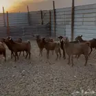 معزا جنوبيه 10 وحده معها تيس والباقي مضاريع و