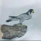 صور صقر جير شاهين