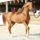 مهرة فاخرة