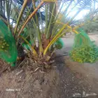 نخيل القصيم المثمرة الزلفي الغاط المجمعه سدير