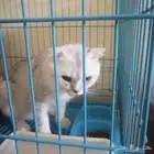 القطط للتبني مكه المكرمه