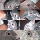 حمام باكستاني