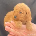 عروض اليوم الوطني على الكلاب