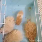 هامستر سوري للبيع مكه المكرمه