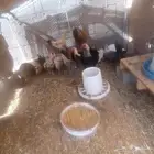 دجاج للبيع مع ملحقاته