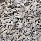 تايقر فيتامي درجه 2