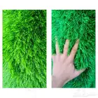 معلم نجيلا (جديد ولا قديم فرش)