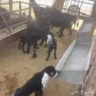 للبيع معزا رغايث