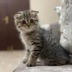 قطه سكوتش فولد للبيع   تايقر   انثي