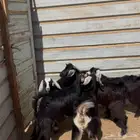 تيوس بريه فل شحم مخصى