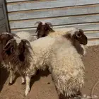 خرفان 4 طيبه