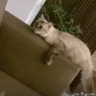 قطه هملايا مع أربع قطط صغار أبنائها مع الأكل والقفص للبيع