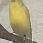 ذكر كناري مغرد واعمار شباب