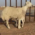 للبيع رغوث ثنيه