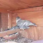 سيهات حي الديره