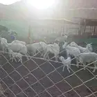 غنم حريات 30 راس للبيع