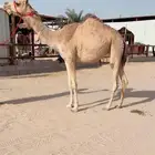 حقه بنت المتحد البرقي