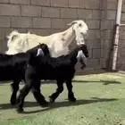 عنز مشروكه جرم طيب
