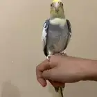 للبيع ببغاء كروان اليف
