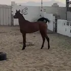 مهره شعبيه للبيع او البدل بحصان