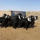 معزا عوارض خلفات صنف