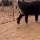 طلي نجدي فاخر