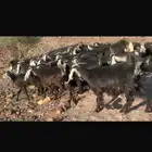 معزا للبيع عوارض