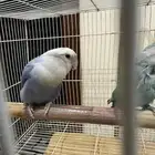 زوج روز منتج