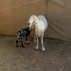 نعجه صفرا والد عليها كبش