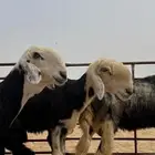 6 غنم نجد بالفحل