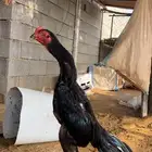 تم البيع تم البيع