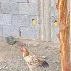 ديك حمد بكستاني