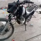 دباب صحراوي