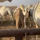 قعود عمره 4 شهور ونص على الحليب والبرسيم