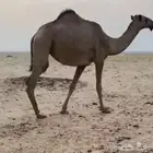 الموقع شمال ساجر