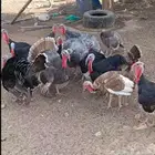 دجاج رومي للبيع العدد 12 ذكور الموقع الخرج الحنيه مخرج 8