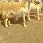 غنم حريات