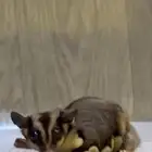 السنجاب الطائر