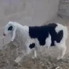 طلي جذع طيب هجين نجدي بحري