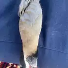 راس قهبي محنط
