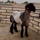 جذع فحل غنم نعيمي صنف جرم ولون