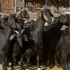 ماعز دغس فواخر