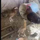 دجاج للبيع