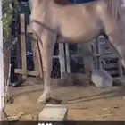 مهره شعبيه فاخره